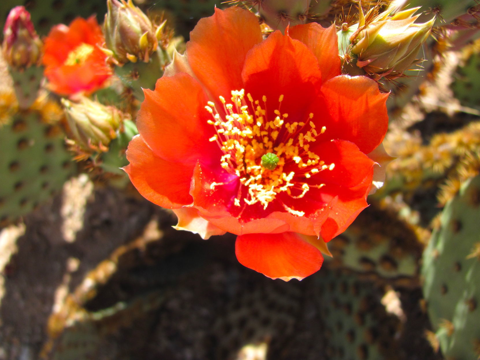 Prickly pear